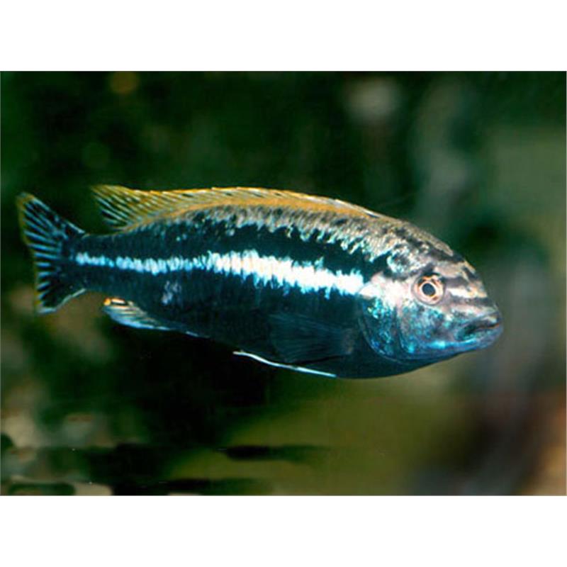 Melanochromis auratus - imagine 5